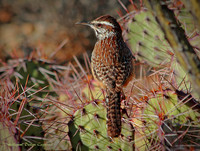 Cactus Wren keep (1 of 1)