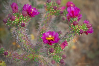 cholla jpeg