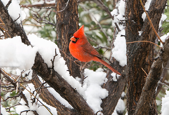 cardinal in the snow