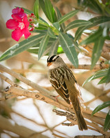 black and white head bird