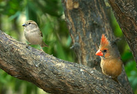 birds