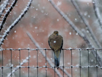 dove in the snow (1 of 1)