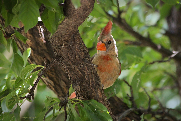 female cardinal