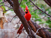 Cardinal 2017