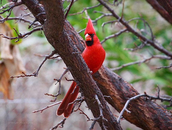 Cardinal 2017