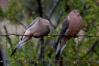 doves in the rain 1537
