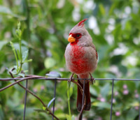 Desert Cardinal
