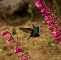 Broad-billed Hummingbird