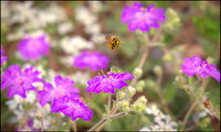 Bee wildflower tag