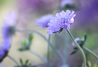 lilac dreams (1 of 1)