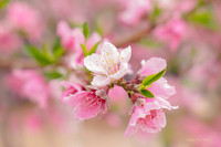 Peach2