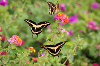 3 butterflies