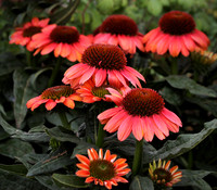 Echinacea