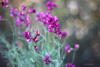 Enchantment Linaria