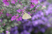 IMG_6842-2