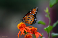 orange flower and butterfly