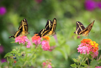 3 butterflies2