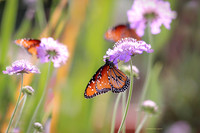 Butterflies and flowers