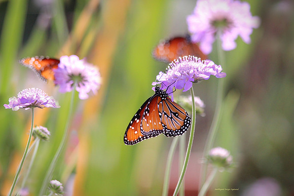 Butterflies and flowers