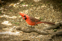 cardinal