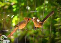 cardinal feeding-1
