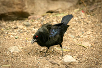 black bird