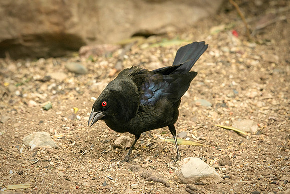 black bird