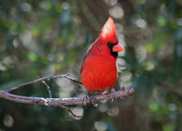 Cardinal 2015-1