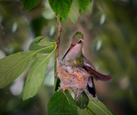day 5 hummer