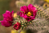 cholla