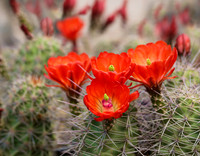 Claret cup cactus-1