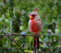 Desert Cardinal